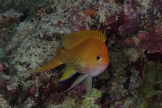 「スミレナガハナダイ(サロンパス)」のサムネイル画像