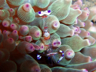 「ホンカクレエビ属の一種」のサムネイル画像