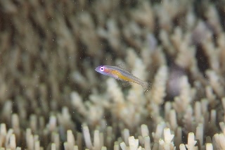 「アカメハゼ」のサムネイル画像