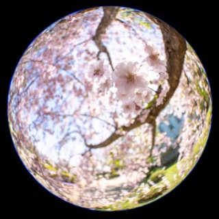 「ヤエベニシダレ(八重紅枝垂)」のサムネイル画像