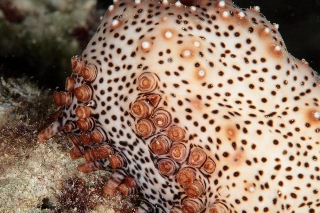 「クロエリナマコ(Graffiti sea cucumber,クロテナマコ,オハグロナマコ)」のサムネイル画像