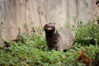 「ハクビシン」のサムネイル画像