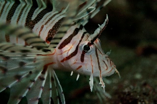 「ミノカサゴ」のサムネイル画像