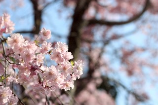 「ソメイヨシノ(染井吉野)」のサムネイル画像