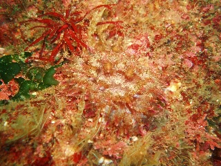 「イソギンチャクの仲間」のサムネイル画像