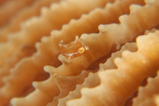 「フチドリカワハギ(Bristle-tail Filefish)」のサムネイル画像