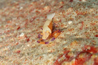 「ウミウシカクレエビ(Imperial partner shrimp)」のサムネイル画像