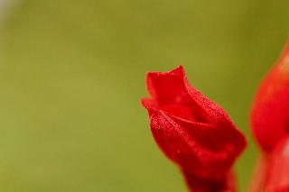 「サルビア(ヒゴロモソウ,緋衣草)」のサムネイル画像