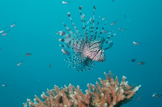「ハナミノカサゴ」のサムネイル画像
