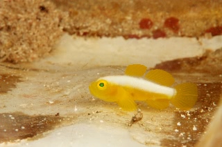 「ナカモトイロワケハゼ」のサムネイル画像