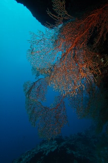 「無題」のサムネイル画像