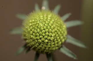 「Blue Cushion(ブルー・クッション)」のサムネイル画像