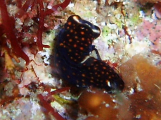 「ウミウシの仲間」のサムネイル画像