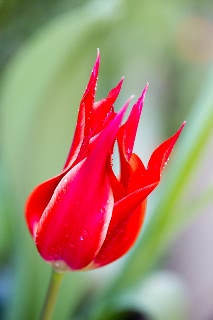 「チューリップ」のサムネイル画像