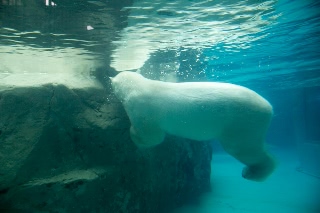 「ホッキョクグマ」のサムネイル画像