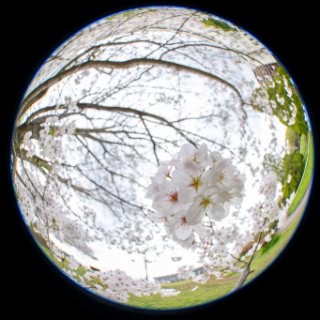 「ソメイヨシノ(染井吉野)」のサムネイル画像