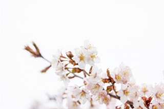 「チシマザクラ(千島桜)」のサムネイル画像