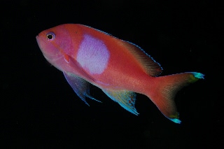 「スミレナガハナダイ(サロンパス)」のサムネイル画像