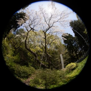 「シダレザクラ」のサムネイル画像