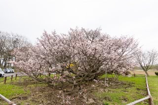 「チシマザクラ(千島桜)」のサムネイル画像