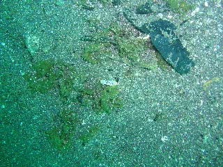 「シロウミウシ」のサムネイル画像