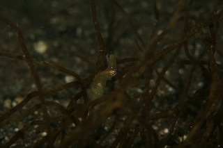 「ヒメイカ」のサムネイル画像