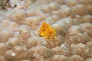 「イバラカンザシ(Christmas tree worm)」のサムネイル画像