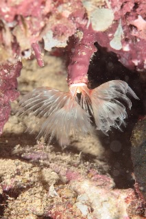 「ケヤリムシ」のサムネイル画像