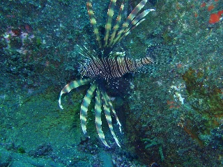 「ハナミノカサゴ」のサムネイル画像