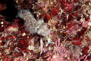 「ムカデミノウミウシ」のサムネイル画像