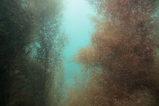 「マメタワラ」のサムネイル画像