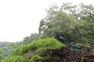 「クジャク」のサムネイル画像