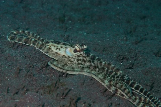 「ミミックオクトパス(Mimic Octopus)」のサムネイル画像