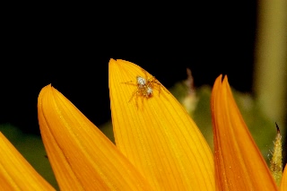 「蜘蛛の仲間」のサムネイル画像