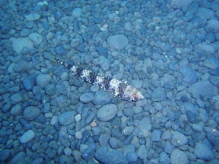 「ニテンエソ」のサムネイル画像