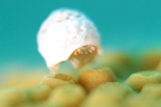 「オガサワラカイカムリ(ユキンコボウシガニ)」のサムネイル画像