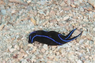 「アオスジツバメガイ(ケリドヌラ・ワリアンス,ベルベットウミウシ,ハンマーヘッドウミウシ,ゲンノウツバメガイ)」のサムネイル画像