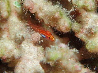 「シロオビイソハゼ」のサムネイル画像