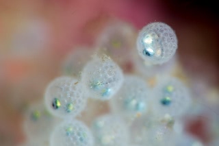 「ヒゲキタノトサカ」のサムネイル画像