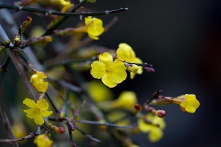 「黄梅」のサムネイル画像