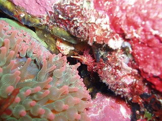 「サラサエビ」のサムネイル画像