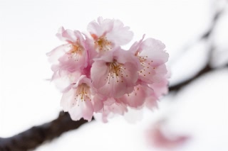 「アタミザクラ」のサムネイル画像