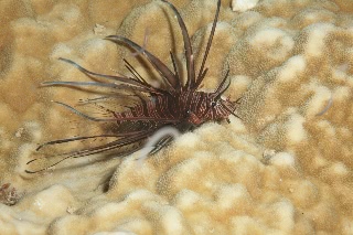 「ネッタイミノカサゴ(Spot-Fin Lionfish)」のサムネイル画像