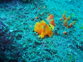 「イロイザリウオ(イロカエルアンコウ)」のサムネイル画像