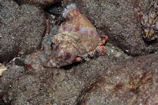 「ヤドカリの仲間」のサムネイル画像