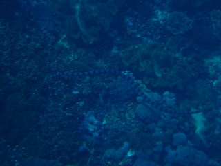 「無題」のサムネイル画像