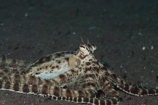 「ミミックオクトパス(Mimic Octopus)」のサムネイル画像