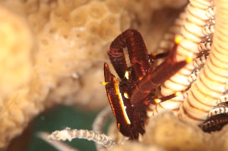 「コマチコシオリエビ(Elegant squat lobster)」のサムネイル画像