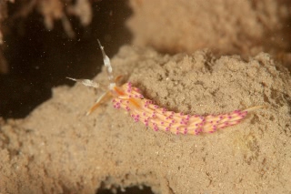 「ウミウシの仲間」のサムネイル画像