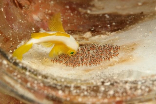 「ナカモトイロワケハゼ」のサムネイル画像